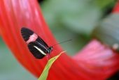 IIP Online Student Photography