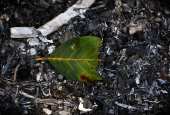 IIP Online Student Photography