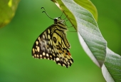 IIP Online Student Photography