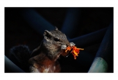 IIP Online Student Photography