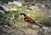 IIP Online Student Photography