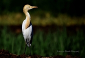IIP Online Student Photography