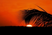 IIP Online Student Photography
