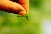 IIP Online Student Photography