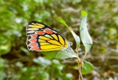 IIP Online Student Photography