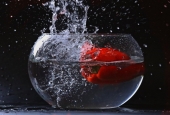 IIP Online Student Photography