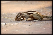 IIP Online Student Photography