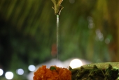 IIP Online Student Photography