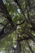 IIP Online Student Photography