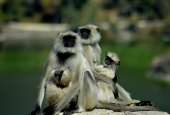 IIP Online Student Photography