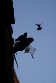 IIP Online Student Photography