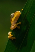 IIP Online Student Photography
