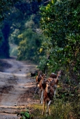 IIP Online Student Photography