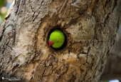 IIP Online Student Photography