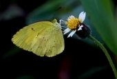 IIP Online Student Photography