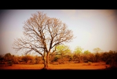 IIP Online Student Photography