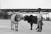 IIP Online Student Photography