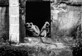 IIP Online Student Photography