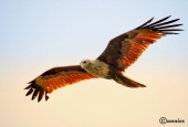 IIP Online Student Photography