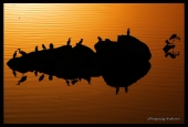 IIP Online Student Photography