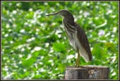 IIP Online Student Photography