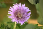 IIP Online Student Photography