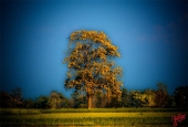 IIP Online Student Photography