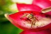 IIP Online Student Photography