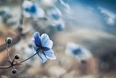 IIP Online Student Photography