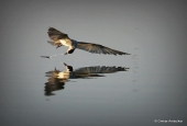 IIP Online Student Photography
