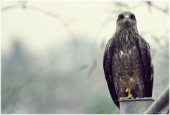 IIP Online Student Photography