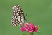 IIP Online Student Photography