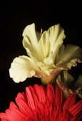 IIP Online Student Photography