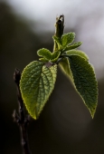 IIP Online Student Photography