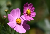 IIP Online Student Photography