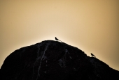 IIP Online Student Photography