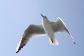IIP Online Student Photography