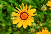 IIP Online Student Photography