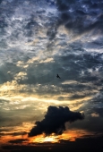 IIP Online Student Photography