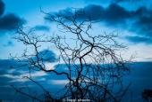 IIP Online Student Photography