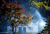 IIP Online Student Photography