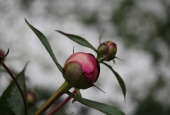 IIP Online Student Photography
