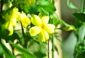 IIP Online Student Photography
