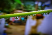 IIP Online Student Photography