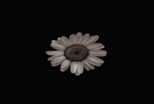IIP Online Student Photography