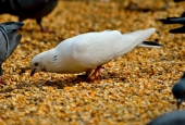 IIP Online Student Photography