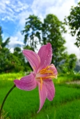 IIP Online Student Photography