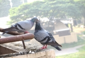 IIP Online Student Photography