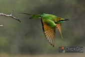 IIP Online Student Photography