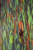 IIP Online Student Photography